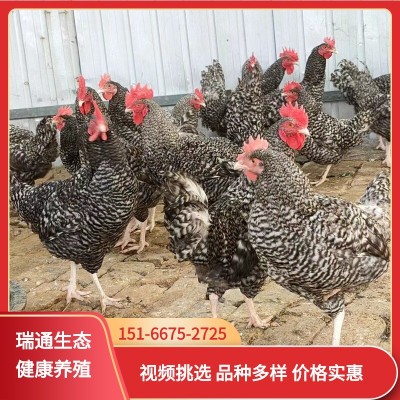 出售纯种芦花鸡苗绿壳蛋鸡 脱温半斤芦花鸡鸡苗活体小鸡幼苗 10只