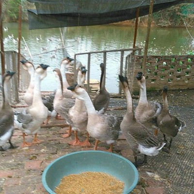 马岗鹅苗现货批发 广东清远黑鬃鹅苗 散养鹅苗乌鬃鹅苗肉 100只图2