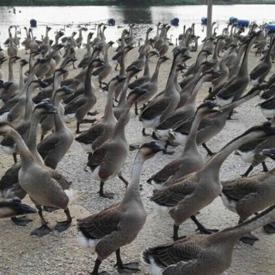 马岗鹅苗现货批发 广东清远黑鬃鹅苗 散养鹅苗乌鬃鹅苗肉 100只图3