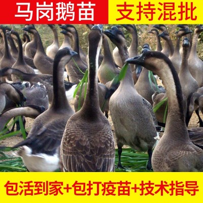 马岗鹅苗现货批发 广东清远黑鬃鹅苗 散养鹅苗乌鬃鹅苗肉 100只