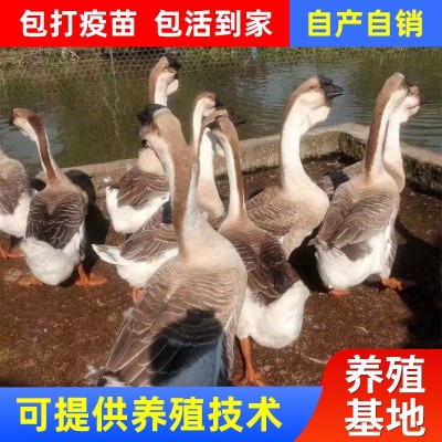 供应清远狮头鹅出售蛋鹅苗 价格美丽 品种优良 灰鹅苗土鹅苗 50只