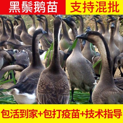 【黑鬃鹅苗】散养高存活率抵抗力强鹅苗 清远优质杂交马岗鹅批发 200只