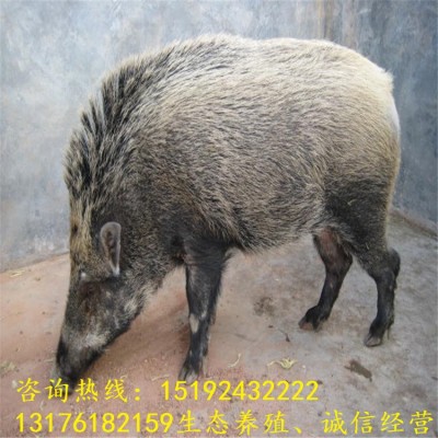 济宁二代野猪苗市场价格 杂交野猪崽多少钱一只 纯种野猪种苗供应 1只图4