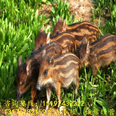 济宁二代野猪苗市场价格 杂交野猪崽多少钱一只 纯种野猪种苗供应 1只图3