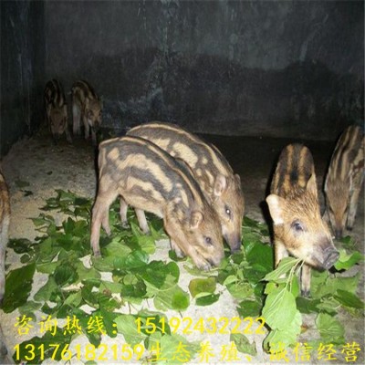 济宁二代野猪苗市场价格 杂交野猪崽多少钱一只 纯种野猪种苗供应 1只图2