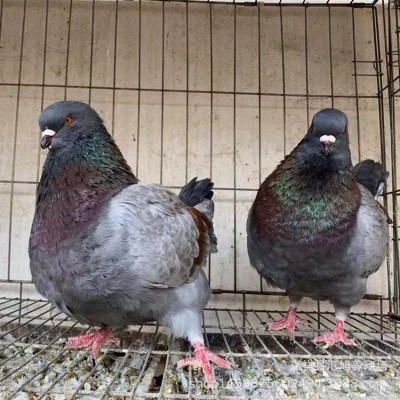 良种落地王鸽 白羽王种鸽价格 特大元宝鸽养殖 成年肉鸽规模养殖 100只图2