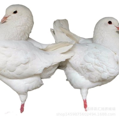 商品肉鸽批发 肉鸽种鸽一对价格 肉鸽苗 白羽王乳鸽养殖 10只图5