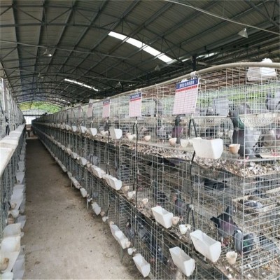 商品肉鸽批发 肉鸽种鸽一对价格 肉鸽苗 白羽王乳鸽养殖 10只图2