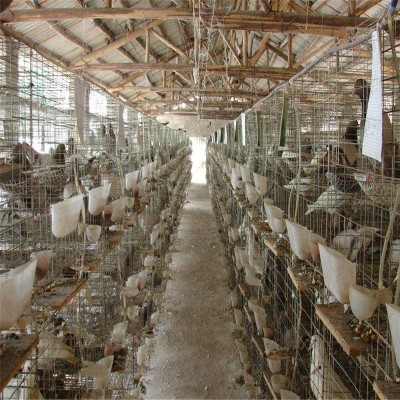 商品肉鸽批发 肉鸽种鸽一对价格 肉鸽苗 白羽王乳鸽养殖 10只图4