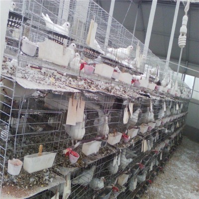 商品肉鸽批发 肉鸽种鸽一对价格 肉鸽苗 白羽王乳鸽养殖 10只图3