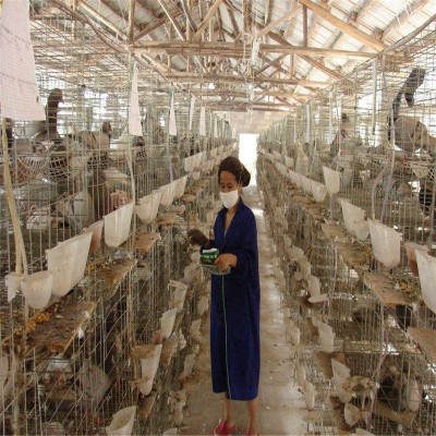 供应鸽子苗 白羽王 肉鸽 种鸽 鸽子蛋 肉鸽养殖前景 良种落地王鸽 10只图3