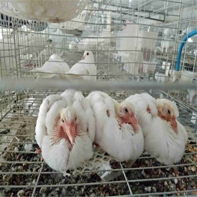 厂家白羽王种鸽 肉鸽养殖前景 肉鸽大量格合理质量好 10只图3