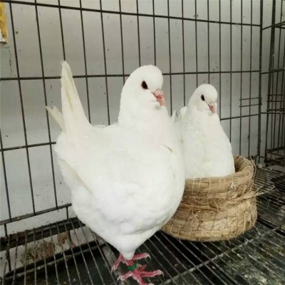 厂家白羽王种鸽 肉鸽养殖前景 肉鸽大量格合理质量好 10只图2