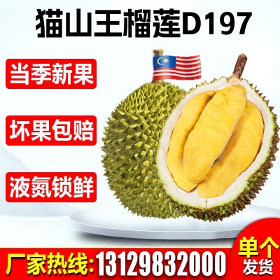 马来西亚猫山王榴莲D197厂家整箱新鲜水果批发液氮冷冻榴莲肉A果图2