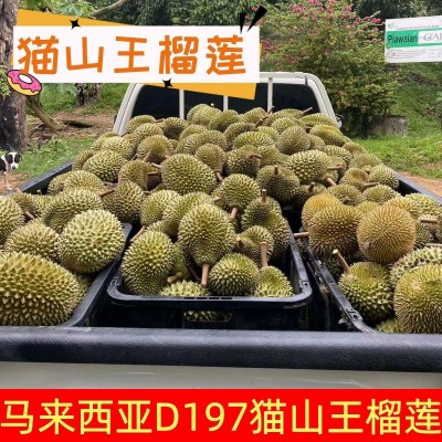 猫山王榴莲d197马来西亚液氮 冰冻A果5颗当季新果榴莲一箱批发图3