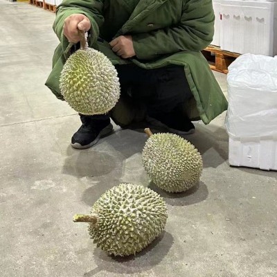 猫山王榴莲d197马来西亚冻榴莲A果4个冷冻4颗一箱 批发液氮榴莲图2
