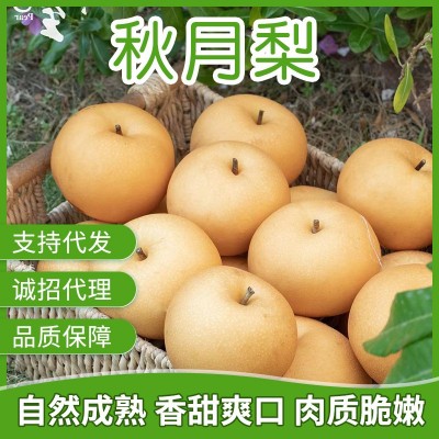 新鲜水果现摘现发冰糖脆甜大果子秋月梨五斤装 批发代发诚招代理图1
