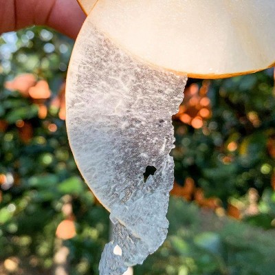 新鲜水果现摘现发冰糖脆甜大果子秋月梨五斤装 批发代发诚招代理图3