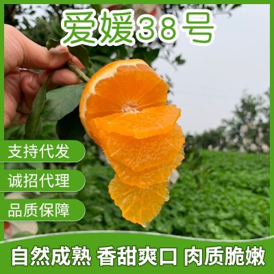 批发代发爱媛38号多种规格水果香甜多汁橙子批发图1