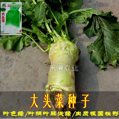 原包装正宗本地大头菜种子芥菜籽榨菜腌制咸菜秋季蔬菜种子图3