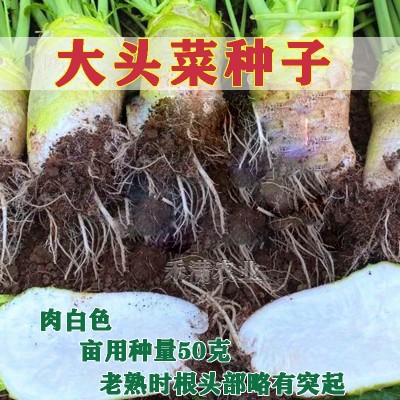 原包装正宗本地大头菜种子芥菜籽榨菜腌制咸菜秋季蔬菜种子图4