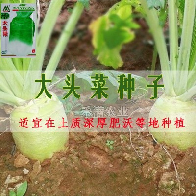 原包装正宗本地大头菜种子芥菜籽榨菜腌制咸菜秋季蔬菜种子