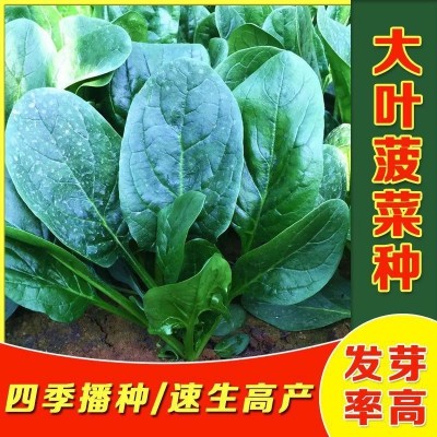 菠菜种孑高产蔬菜种子四季农家耐寒耐热大小叶青菜种籽菠菜种子