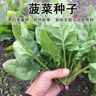 菠菜种孑高产蔬菜种子四季农家耐寒耐热大小叶青菜种籽菠菜种子图2