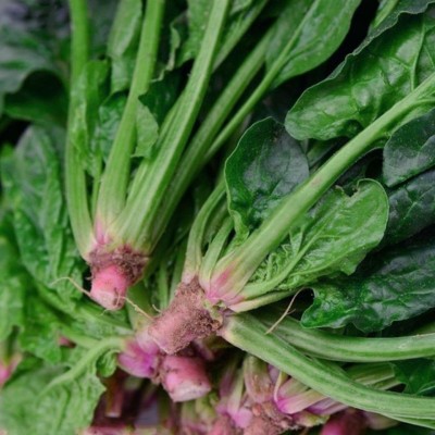 菠菜种孑高产蔬菜种子四季农家耐寒耐热大小叶青菜种籽菠菜种子图3