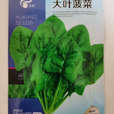 菠菜种孑高产蔬菜种子四季农家耐寒耐热大小叶青菜种籽菠菜种子图4