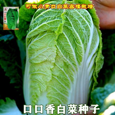 口口香秋季高产抗病白菜种子抗病10克大包装口感好包心菜种蔬菜种图2