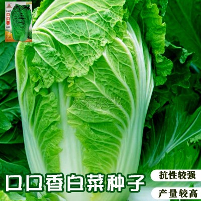 口口香秋季高产抗病白菜种子抗病10克大包装口感好包心菜种蔬菜种图3