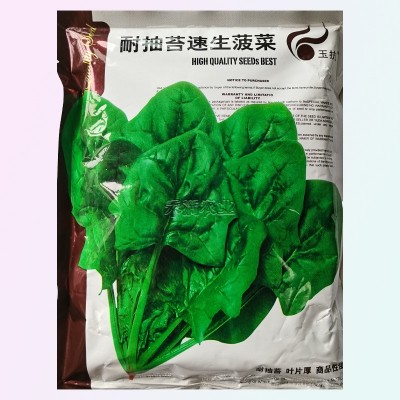 玉抗一斤大叶菠菜种子圆叶菠菜四季播耐寒耐热高产速生包邮图2