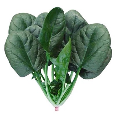 玉抗一斤大叶菠菜种子圆叶菠菜四季播耐寒耐热高产速生包邮图4