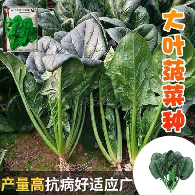 玉抗一斤大叶菠菜种子圆叶菠菜四季播耐寒耐热高产速生包邮图3