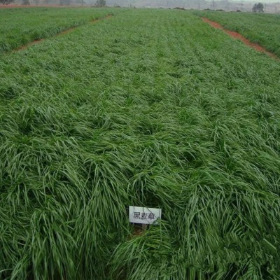 四倍体黑麦草种子冬牧70黑麦草种籽耐寒养殖鸡鸭鹅牛羊鱼草籽图3