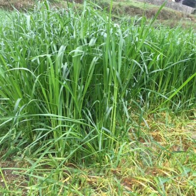 四倍体黑麦草种子冬牧70黑麦草种籽耐寒养殖鸡鸭鹅牛羊鱼草籽图2