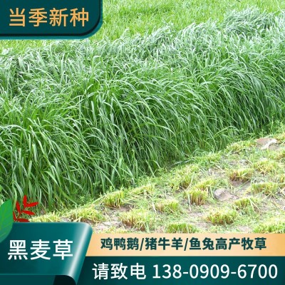四倍体黑麦草种子冬牧70黑麦草种籽耐寒养殖鸡鸭鹅牛羊鱼草籽图1