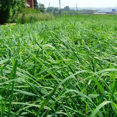 鸭茅草种子绿肥牧草种子果园草种子鸡鸭鹅鱼虾优质牧草籽鸭茅草种图2