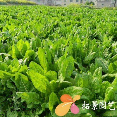 大叶菊苣种子将军菊苣牧草种籽多年生耐寒鸡鸭鹅牛羊鱼草高产牧草图2