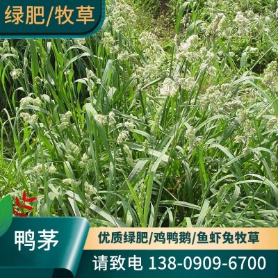 大叶菊苣种子将军菊苣牧草种籽多年生耐寒鸡鸭鹅牛羊鱼草高产牧草图5