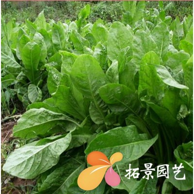 大叶菊苣种子将军菊苣牧草种籽多年生耐寒鸡鸭鹅牛羊鱼草高产牧草图1