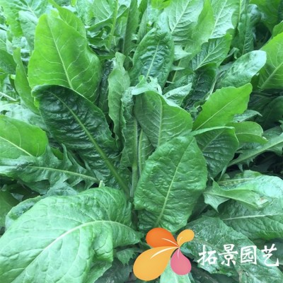 大叶菊苣种子将军菊苣牧草种籽多年生耐寒鸡鸭鹅牛羊鱼草高产牧草图3