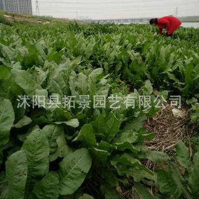 牧草种子 鲁梅克斯种子 鸡鸭鹅牧草草种鲁梅克斯草籽图4