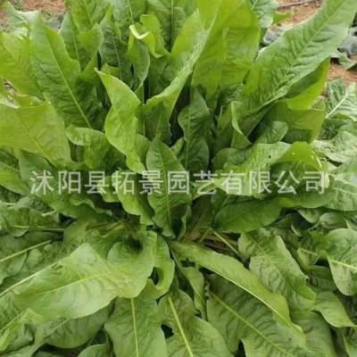 牧草种子 鲁梅克斯种子 鸡鸭鹅牧草草种鲁梅克斯草籽图2