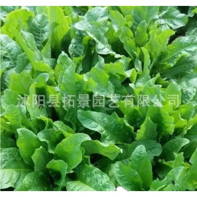 牧草种子 鲁梅克斯种子 鸡鸭鹅牧草草种鲁梅克斯草籽图5