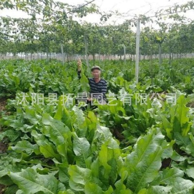 牧草种子 鲁梅克斯种子 鸡鸭鹅牧草草种鲁梅克斯草籽图3