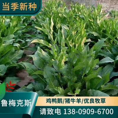 牧草种子 鲁梅克斯种子 鸡鸭鹅牧草草种鲁梅克斯草籽图1