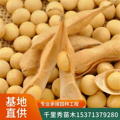 批发黄豆种子小金黄中黄芽苗菜豆芽菜新种子质优价低量大优惠图2