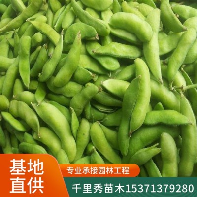 批发黄豆种子小金黄中黄芽苗菜豆芽菜新种子质优价低量大优惠图3